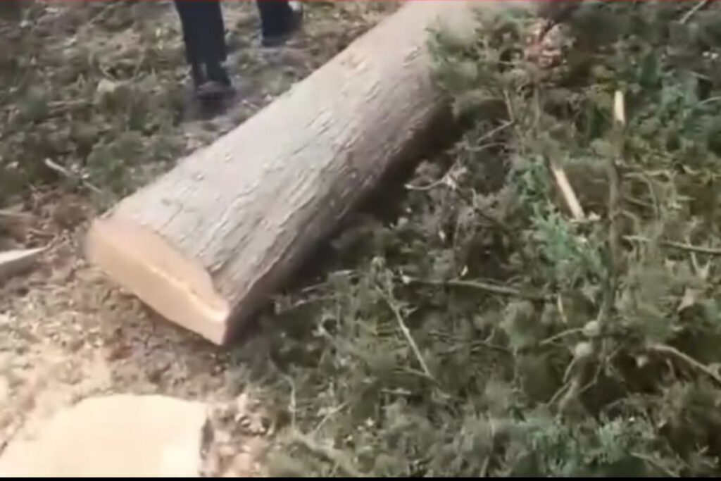 InShot_20251015_200714612