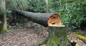 1769788758_agac_kesilme