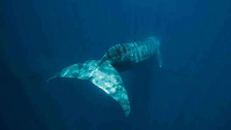 5aab50584cdb1299f6e787247459119e_1