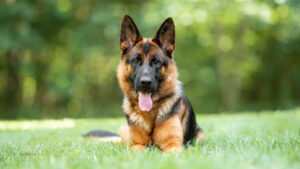 aa244c9829570ec0af2a34906fbab0f9_4